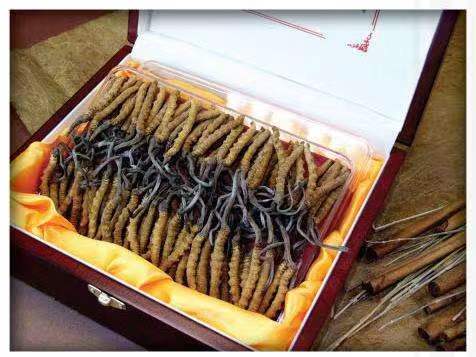 利通冬虫夏草回收